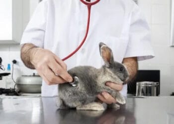 Перелік ветеринарних клінік