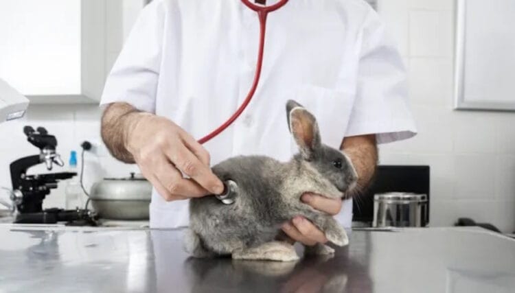 Перелік ветеринарних клінік