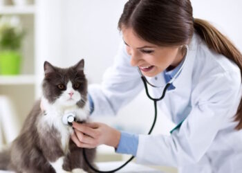 Ветеринарні клініки