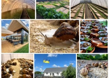 Ферма "Лісовий Равлик"