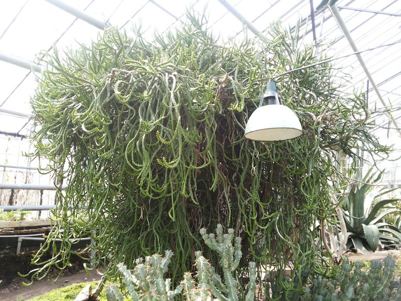 Ботанічний сад Полтавського педуніверситету