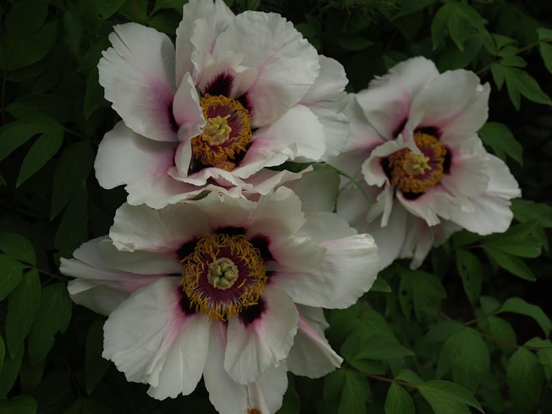 Ботанічний сад Полтавського педуніверситету