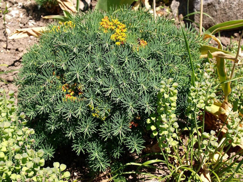 Ботанічний сад Полтавського педуніверситету