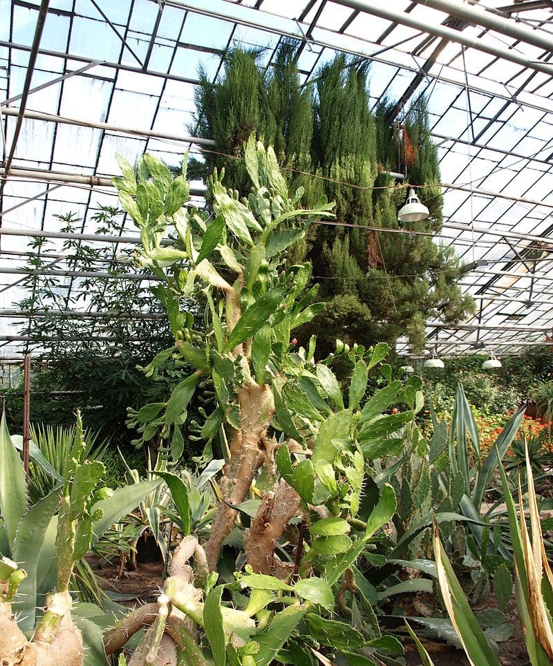 Ботанічний сад Полтавського педуніверситету