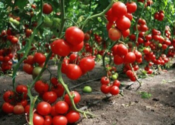 Томати в теплиці з полікарбонату