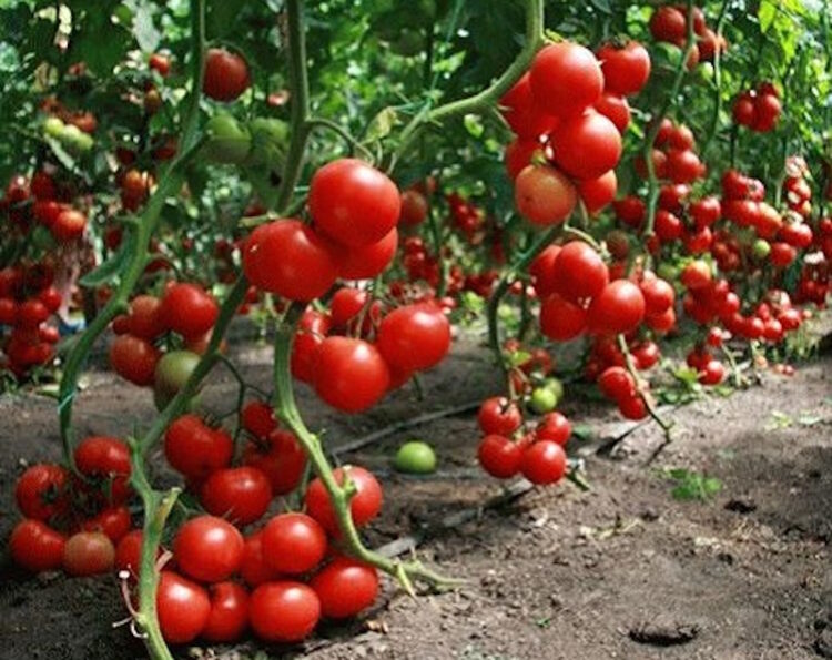 Томати в теплиці з полікарбонату