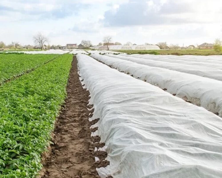 Агроволокно чи агротканина