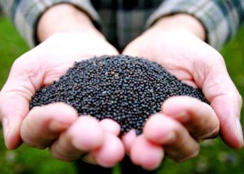 Семена рапса